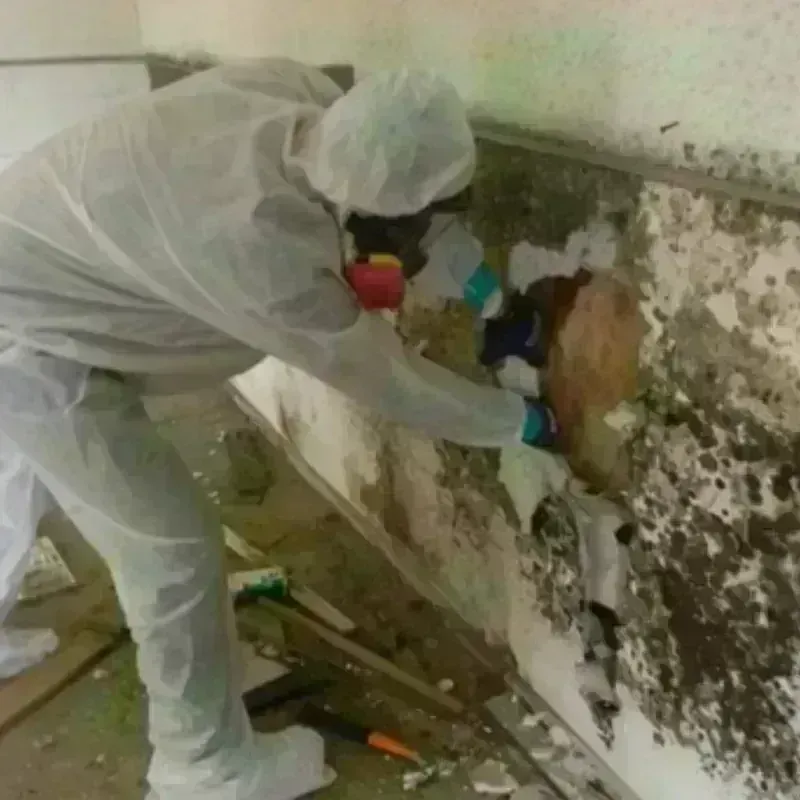 Mold Remediation and Removal in Deadwood, SD